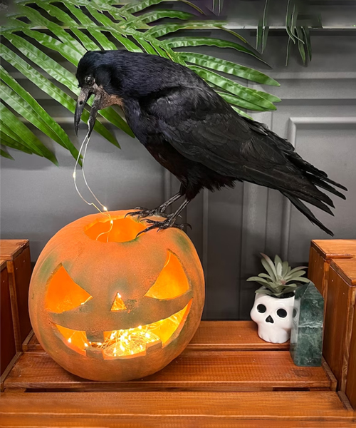 Taxidermie Rook auf Halloween-Kuerbis